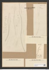 Nitzschia longissima var. undulata (Breb.) Ralfs (de-Toni-Nr.: Genus 47, Species 2146) Zeichnungen Sammlung Grunow Nr. 4323 (NHMW-BOT-W0372353)